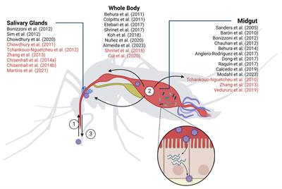 Controlling arbovirus infection high throughput Frontiers